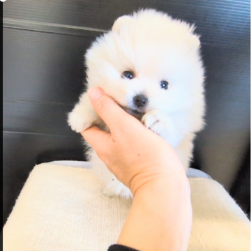 ポメラニアン【茨城県・女の子・2024年11月18日・ホワイト】の写真「両親高尿酸尿症クリアで安心です♡」