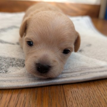 チワマル(マルチーズ×チワワ)【茨城県・男の子・2025年10月27日・クリ―厶】の写真「😜歳末セール中です。小さいですよ🩷」