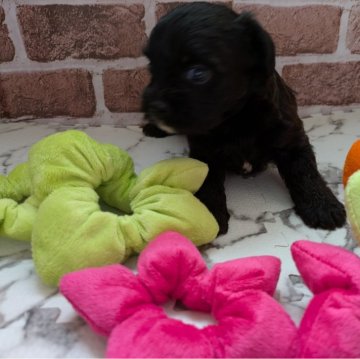 ミックス(トイプードル×ボストンテリア)【茨城県・女の子・2025年9月15日・ブラック】の写真「🩷ムチムチで凄く可愛い🩷」