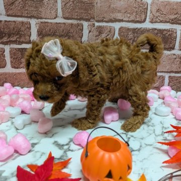 トイプードル(トイ)【茨城県・女の子・2025年8月8日・レッド】の写真「2日限定です。」