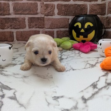 チワマル(マルチーズ×チワワ)【茨城県・女の子・2025年10月6日・クリ―厶】の写真「☺️ムチムチですよ〜＼(^o^)／☺️」