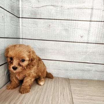 マルプー(マルチーズ×トイプードル)【茨城県・男の子・2025年4月21日・レッド】の写真「実物は凄く可愛いマルプ－♂ちゃんです」