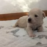 チワマル(マルチーズ×チワワ)【茨城県・女の子・2025年10月27日・クリ―厶】の写真1