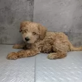 タイニープードル