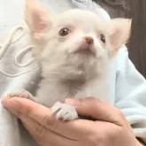 チワワ(ロング)