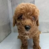 タイニープードル