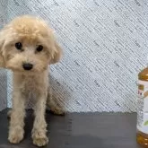 ティーカッププードル【茨城県・女の子・2025年5月7日・アプリコット】の写真1「マイクロティ∼カップ…超超可愛い」