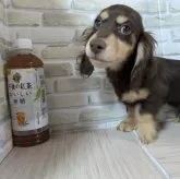 カニンヘンダックスフンド(ロング)【茨城県・男の子・2025年7月20日・チョコレ―トタン】の写真1「すくすく成長中で可愛いらしくなってます。」