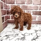 ティーカッププードル