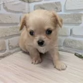 チワワ(ロング)