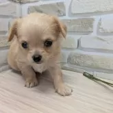 チワワ(ロング)