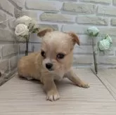 チワワ(ロング)