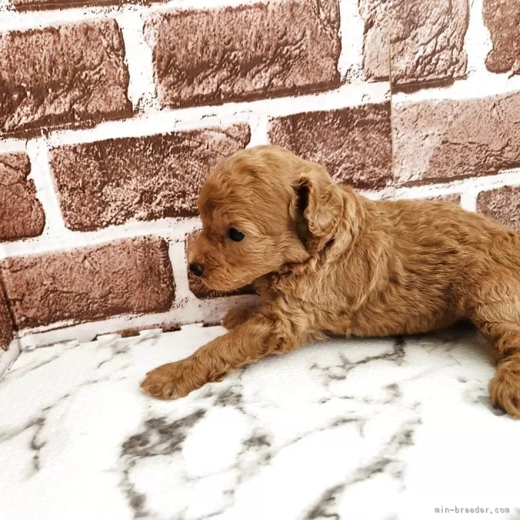 タイニープードル【茨城県・男の子・2025年5月26日・レッド