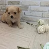 チワワ(ロング)【茨城県・女の子・2025年8月4日・クリ―厶】の写真2