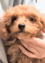 トイプードル(トイ)【茨城県・男の子・2024年10月3日・レッド】の写真2「毎日、兄弟で仲良く遊んでいます。」