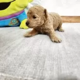 ティーカッププードル【茨城県・女の子・2025年5月7日・アプリコット】の写真5「中々いない逸材です。」