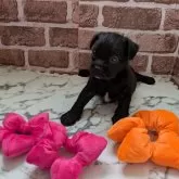 ミックス(トイプードル×ボストンテリア)【茨城県・女の子・2025年9月15日・ブラック】の写真3