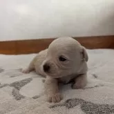 チワマル(マルチーズ×チワワ)【茨城県・女の子・2025年10月27日・クリ―厶】の写真3