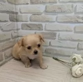 チワワ(ロング)【茨城県・女の子・2025年8月4日・クリ―厶】の写真3