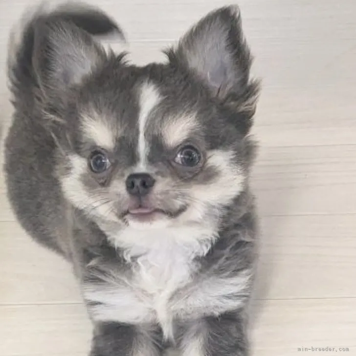ID:2310-04783の子犬