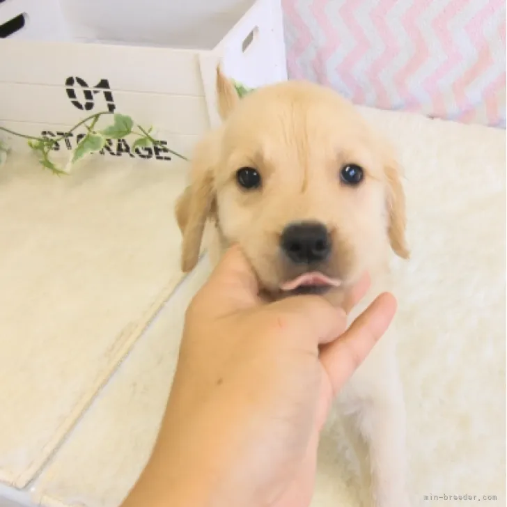 ID：2311-00192の子犬