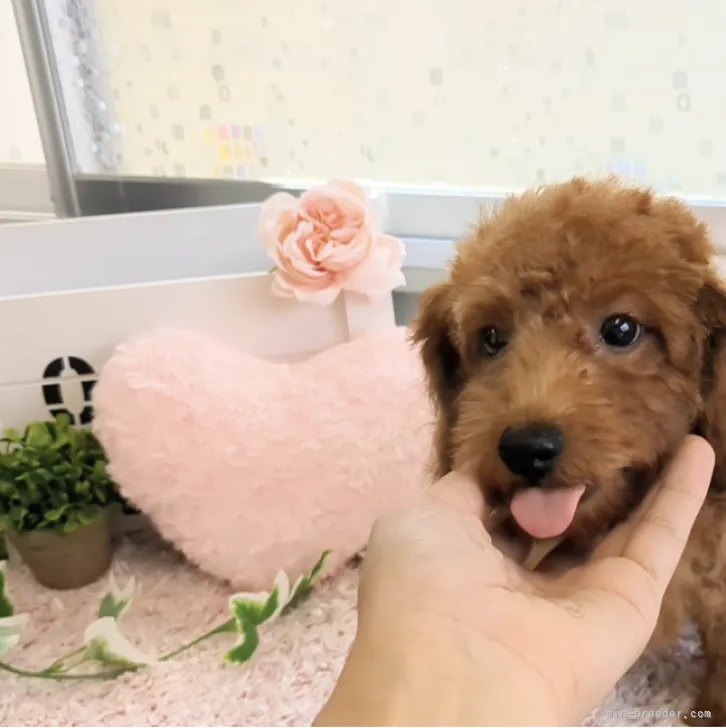 えびそう 様のお迎えした子犬