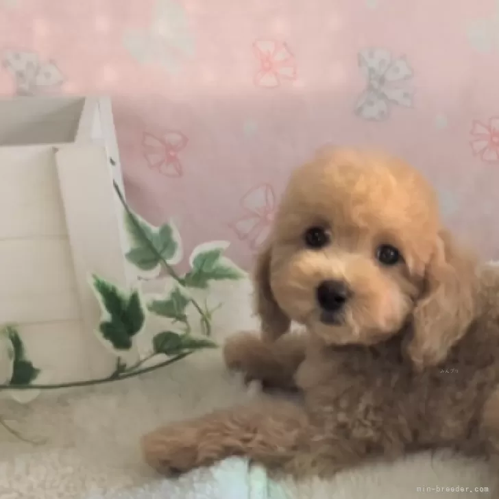 ひろこ 様のお迎えした子犬
