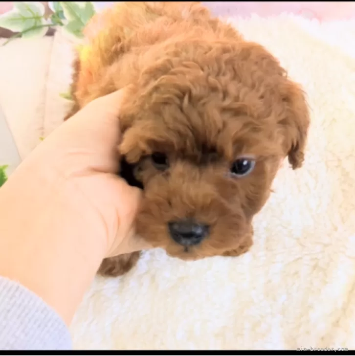 E.Y 様のお迎えした子犬