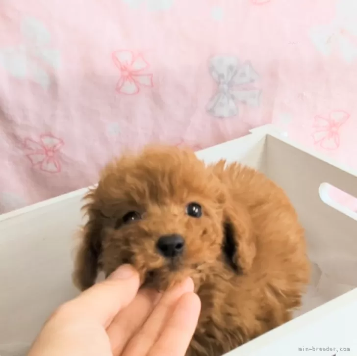 ID:2402-00304の子犬