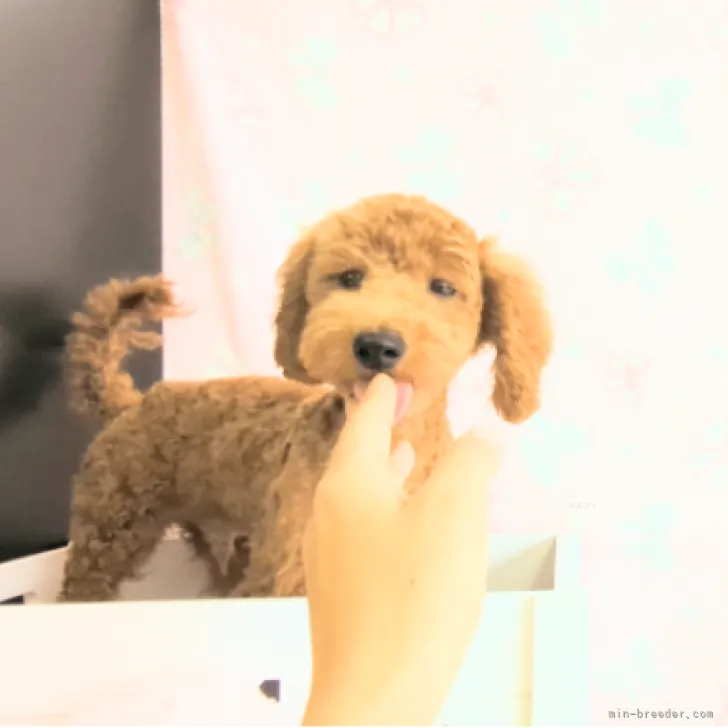 ID：2309-02083の子犬