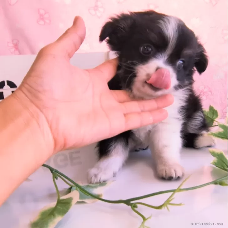 ID:2409-00922の子犬