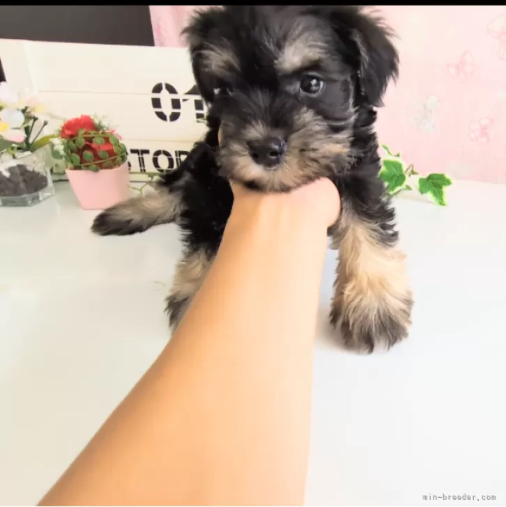 ID：2407-05069の子犬