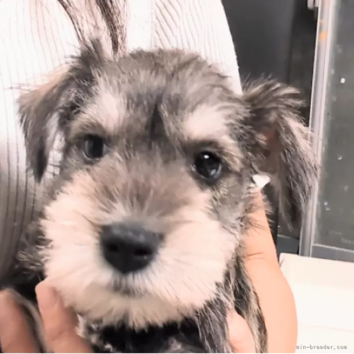 ID:2409-07063の子犬
