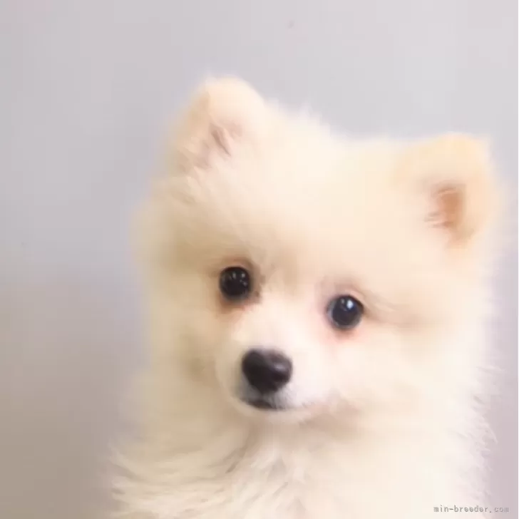 ID:2409-03164の子犬