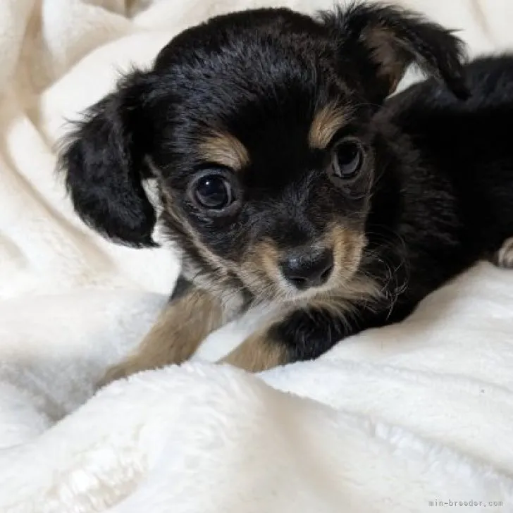 ID：2311-04382の子犬