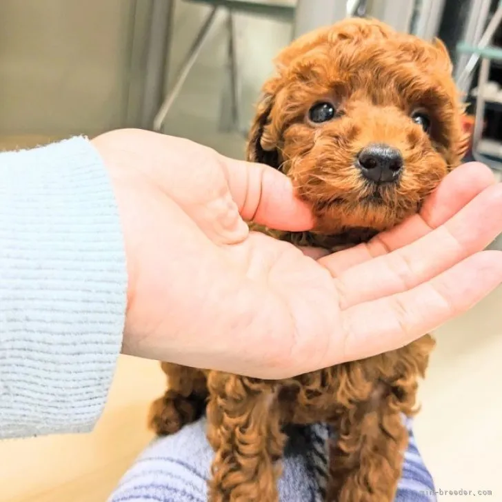ID:2306-04519の子犬