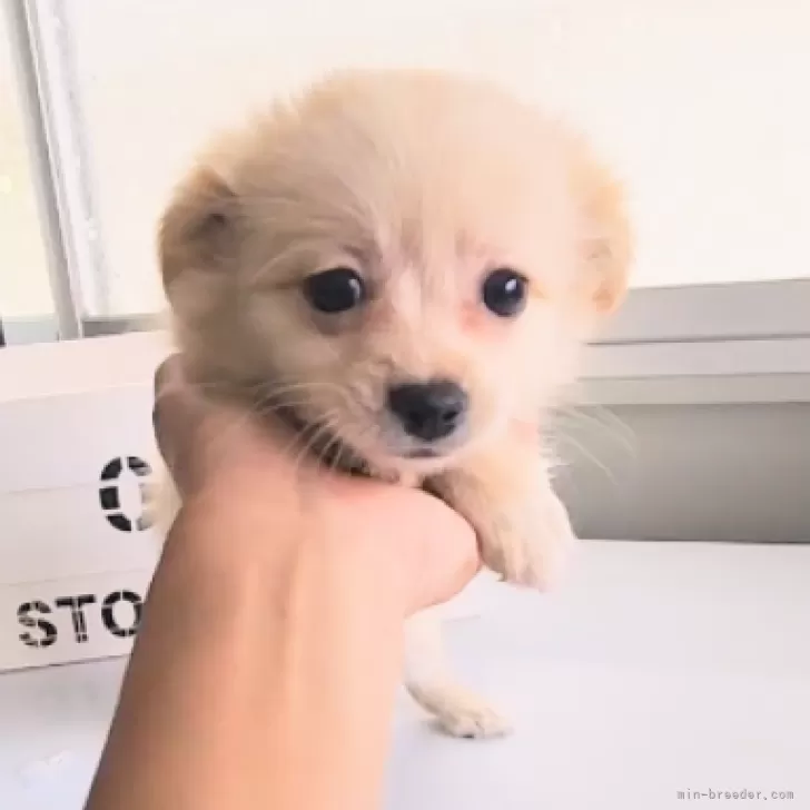 ID:2408-02191の子犬