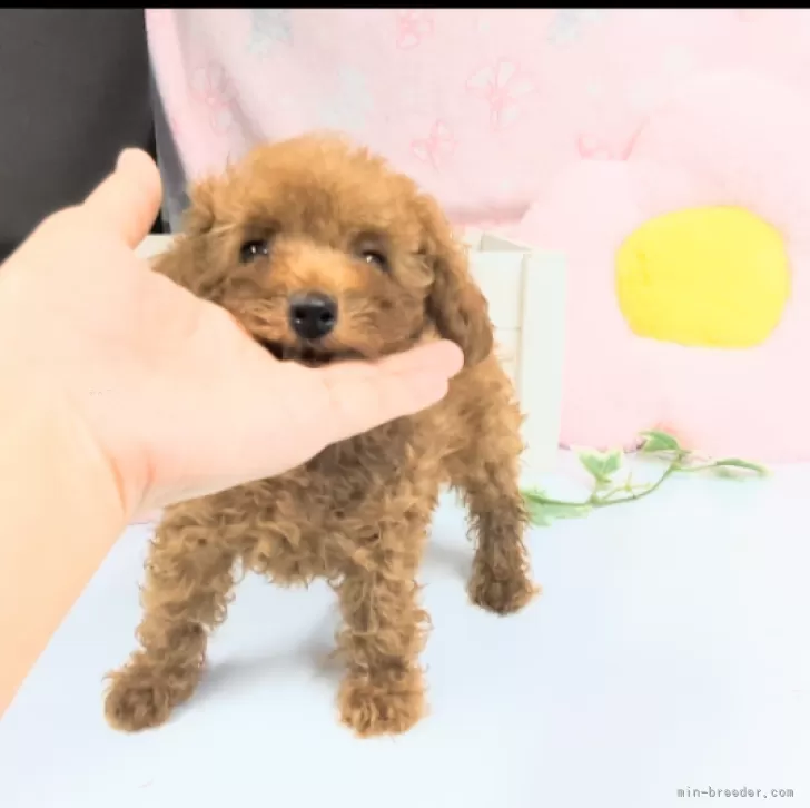 ID:2406-05747の子犬