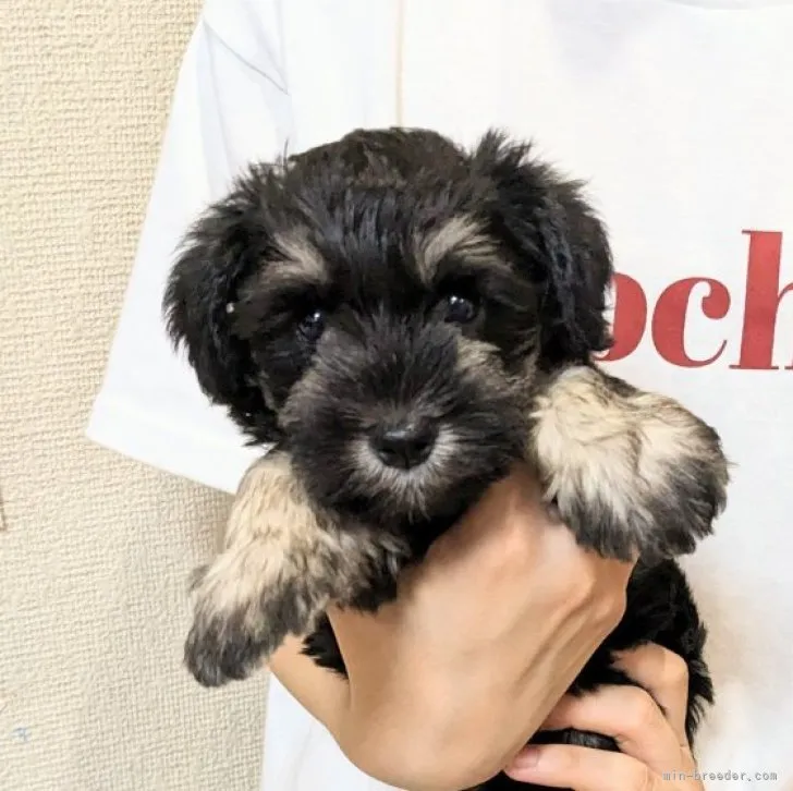 ID:2306-03832の子犬