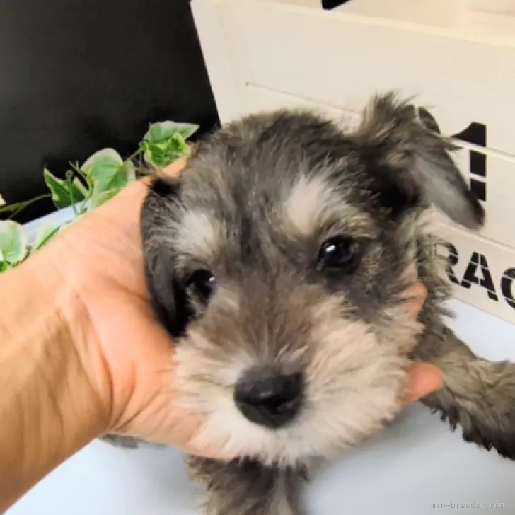 ID：2409-07058の子犬