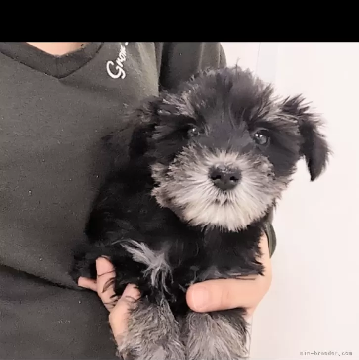 ID:2402-03955の子犬