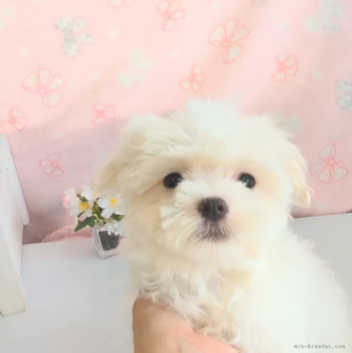 ID:2407-03106の子犬