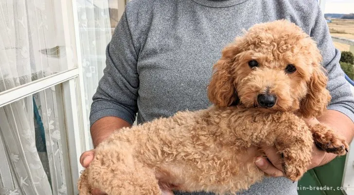 ID：2212-01437の子犬
