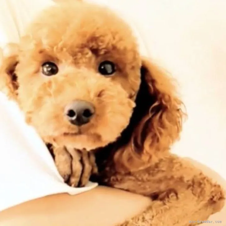 ID:2306-05334の子犬