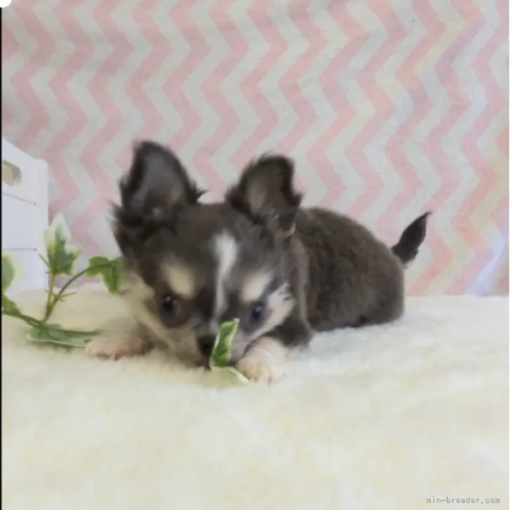 ID：2312-00607の子犬