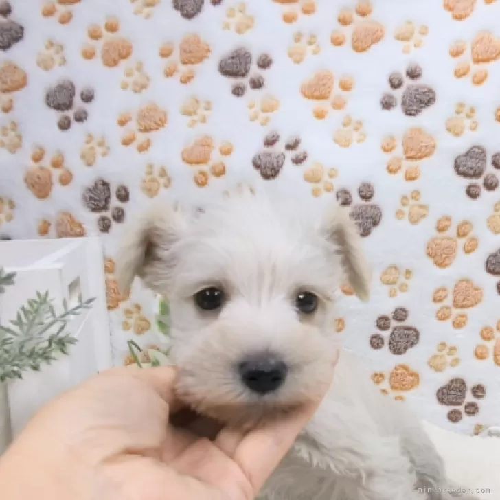 ID:2405-00448の子犬