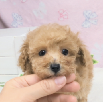 トイプードル(ティーカップ)【茨城県・女の子・2024年1月8日・レッド】の写真「とって人懐こい女の子です♡」