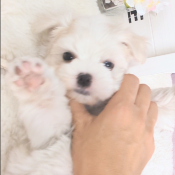 マルチーズ【茨城県・男の子・2024年3月25日・ホワイト】の写真「とっても小さくてかわいいです♡」