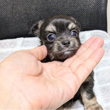 チワワ(ロング)【茨城県・女の子・2023年10月22日・ブラックタン】の写真「とっても優しくてかわいいです。」