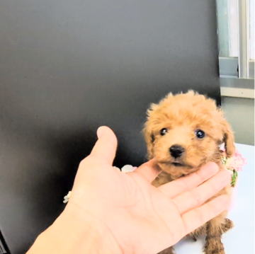 トイプードル(ティーカップ)【茨城県・男の子・2024年6月30日・レッド】の写真「とっても小さくてかわいいです♡」